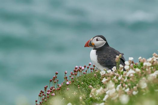 Atlantic puffin (Fratercula arctica) amongst spring flowers on a cliff on Great Saltee Island off the coast of Ireland.