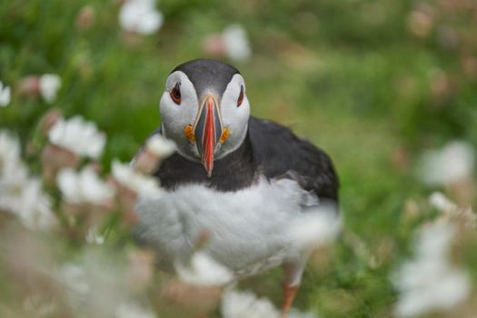 Atlantic puffin (Fratercula arctica) amongst spring flowers on a cliff on Great Saltee Island off the coast of Ireland.