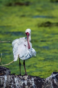 Specie Platalea alba family of Threskiornithidae