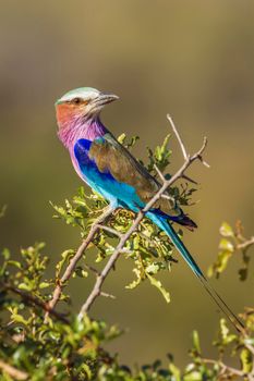 Specie Coracias caudatus family of Coraciidae