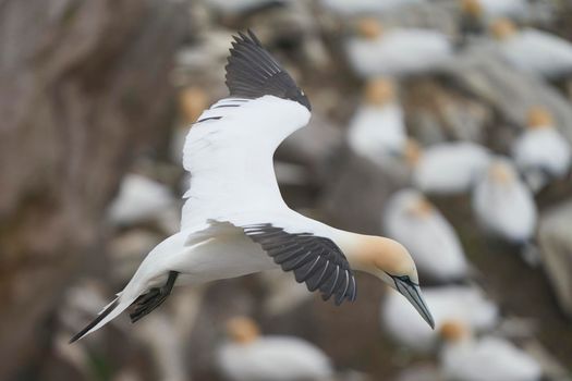Gannet (Morus bassanus) coming in to land at a gannet colony on Great Saltee Island off the coast of Ireland.