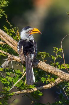 Specie Tockus leucomelas family of Bucerotidae