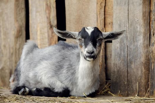 Gray goatling lies on the ground by the barn arbor made from old boards.