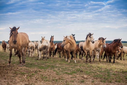 A herd of wild horses run across the field. A large herd of beautiful horses gallops across the field in summer.