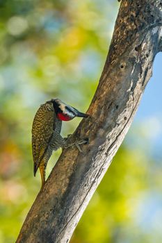 Specie Chloropicus namaquus family of Picidae