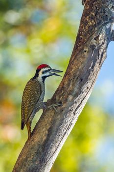 Specie Chloropicus namaquus family of Picidae