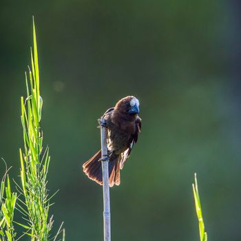 Specie Amblyospiza albifrons family of Ploceidae