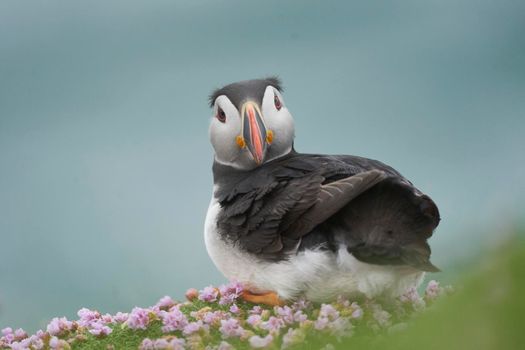 Atlantic puffin (Fratercula arctica) amongst spring flowers on a cliff on Great Saltee Island off the coast of Ireland.