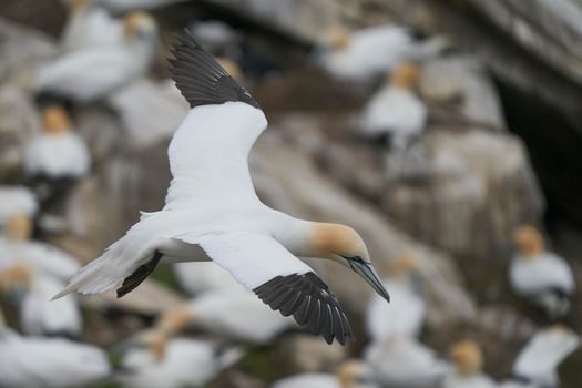 Gannet (Morus bassanus) coming in to land at a gannet colony on Great Saltee Island off the coast of Ireland.