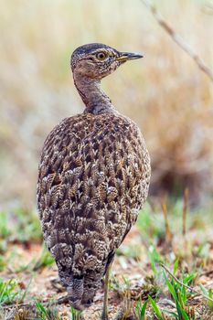 Specie Lissotis melanogaster family of Otididae