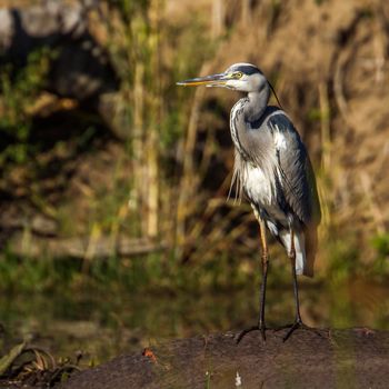 Specie Ardea cinerea family of ardeidae