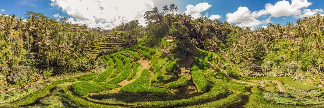 Rice Terrace Aerial Shot. Image of beautiful terrace rice field.