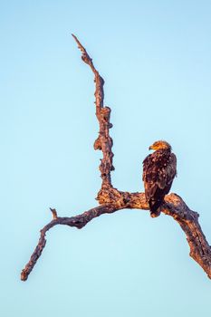 Specie Aquila rapax family of Accipitridae