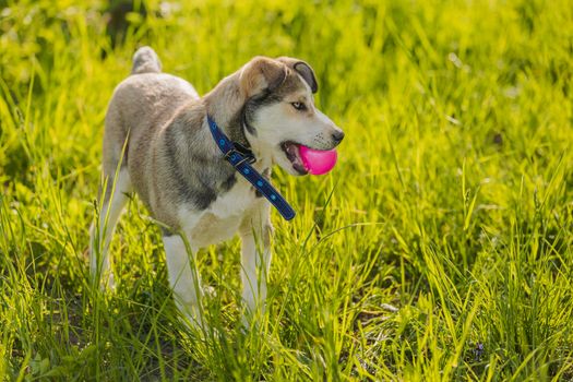 husky dog playing with a pink ball sitting in the grass