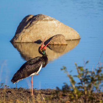 Specie Ciconia nigra family of Ciconiidae