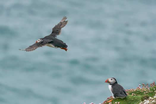 Atlantic puffin (Fratercula arctica) taking off from a cliff on Great Saltee Island off the coast of Ireland.