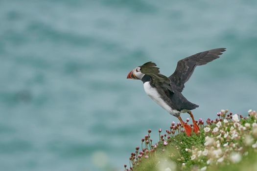 Atlantic puffin (Fratercula arctica) taking off from a cliff on Great Saltee Island off the coast of Ireland.