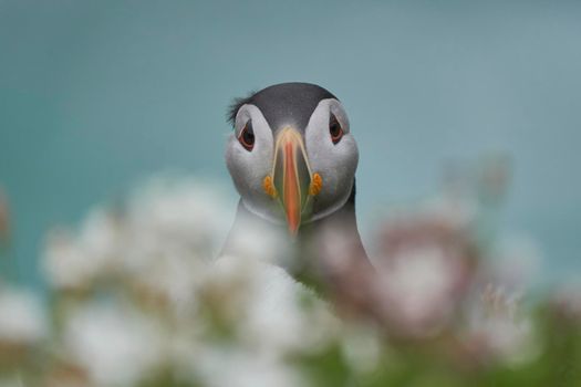 Atlantic puffin (Fratercula arctica) amongst spring flowers on a cliff on Great Saltee Island off the coast of Ireland.