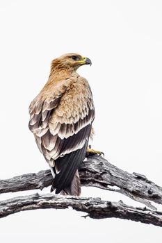 Specie Aquila rapax family of Accipitridae