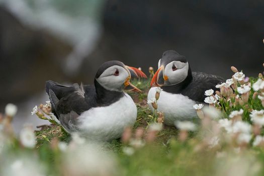 Two Atlantic puffins (Fratercula arctica) amongst spring flowers on Great Saltee Island off the coast of Ireland.