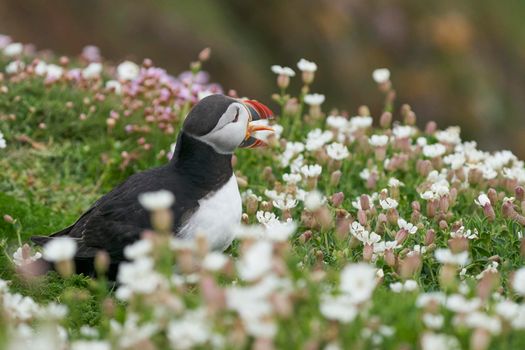 Atlantic puffin (Fratercula arctica) amongst spring flowers on a cliff on Great Saltee Island off the coast of Ireland.