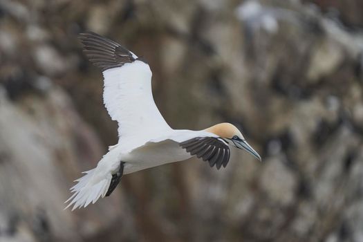 Gannet (Morus bassanus) in flight at a gannet colony on Great Saltee Island off the coast of Ireland.