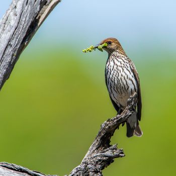 Specie Cinnyricinclus leucogaster family of Sturnidae