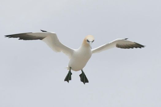 Gannet (Morus bassanus) in flight at a gannet colony on Great Saltee Island off the coast of Ireland.