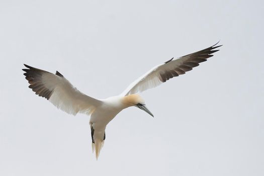 Gannet (Morus bassanus) in flight at a gannet colony on Great Saltee Island off the coast of Ireland.