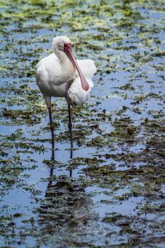 Specie Platalea alba family of Threskiornithidae