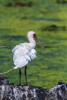 Specie Platalea alba family of Threskiornithidae