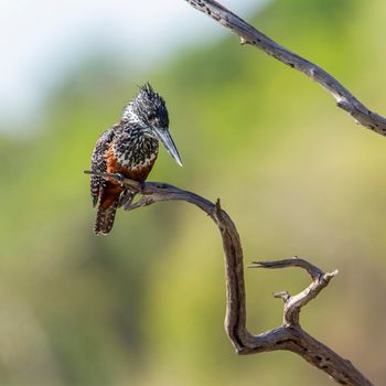 Specie Megaceryle maxima family of Alcedinidae