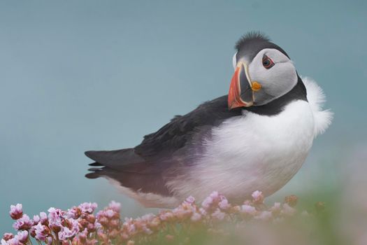 Atlantic puffin (Fratercula arctica) amongst spring flowers on a cliff on Great Saltee Island off the coast of Ireland.