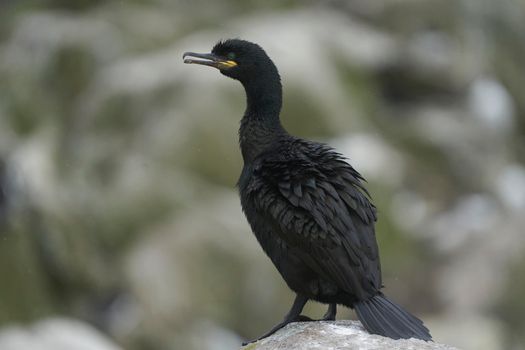 Shag (Gulosus aristotelis) standing on rocks on Great Saltee Island off the coast of Ireland.