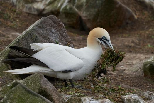 Gannet (Morus bassanus) stealing nesting material from another nest at the gannet colony on Great Saltee Island off the coast of Ireland.