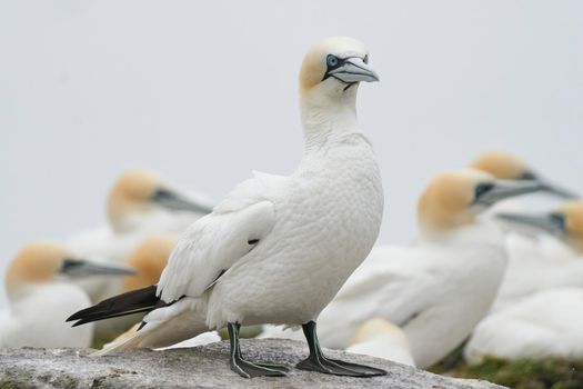 Gannet (Morus bassanus) perched on the cliffs of Great Saltee Island off the coast of Ireland.