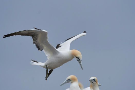 Gannet (Morus bassanus) in flight at a gannet colony on Great Saltee Island off the coast of Ireland.