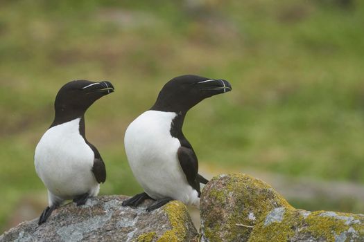 Pair of Razorbill (Alca torda) on a cliff on Great Saltee Island off the coast of Ireland.