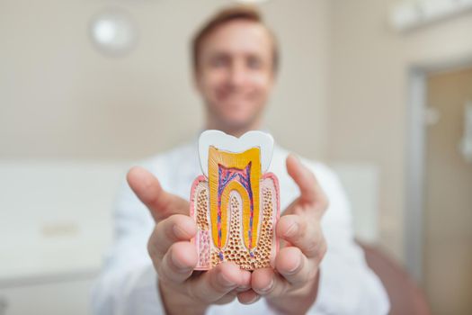 Selective focus on a tooth model in the hands of cheerful male dentist. Professional orthodontist smiling holding out model of a healthy tooth to the camera
