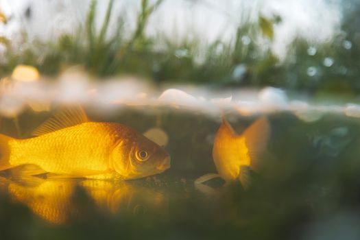 crucian carp in the sun in shallow water, beauty around us