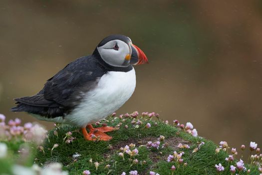 Atlantic puffin (Fratercula arctica) amongst spring flowers on a cliff on Great Saltee Island off the coast of Ireland.