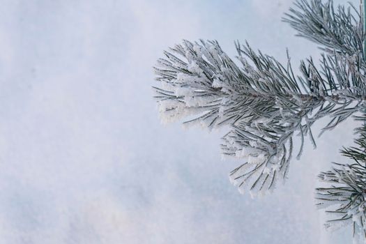 close-up of spruce or pine branch covered with hoarfrost against a background of white snow with space for text. soft focus. copy space.winter or first snow concept