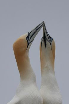 Gannets (Morus bassanus) courting on Great Saltee Island off the coast of Ireland.