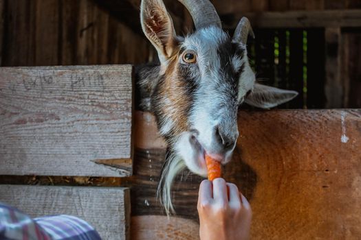 Hand feeding goat with a carrot on the farm.