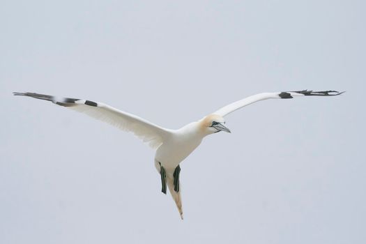 Gannet (Morus bassanus) in flight at a gannet colony on Great Saltee Island off the coast of Ireland.