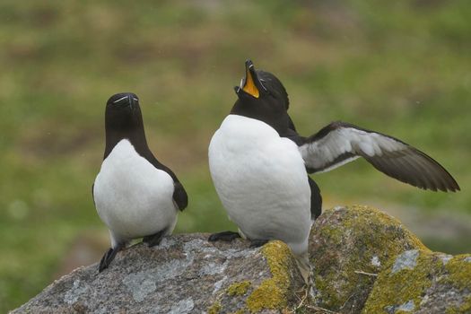 Pair of Razorbill (Alca torda) on a cliff on Great Saltee Island off the coast of Ireland.