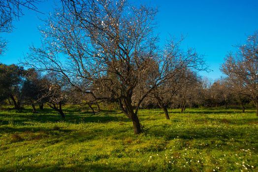 DATCA, MUGLA, TURKEY: Almond trees blooming in orchard against blue on a sunny day.