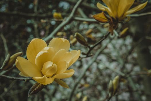 Blossoming of yellow magnolia flowers in springtime, floral background