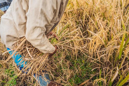 Indonesian farmer man sifting rice in the fields of Ubud, Bali. A common practice done in rural China, Vietnam, Thailand, Myanmar, Philippines.
