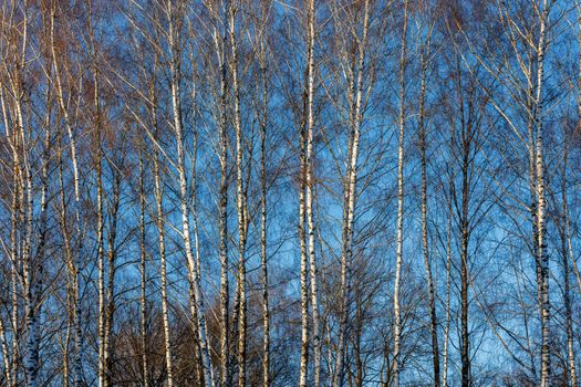 row of long tall birch trees without leaves on blue sky background at winter day, full-frame background